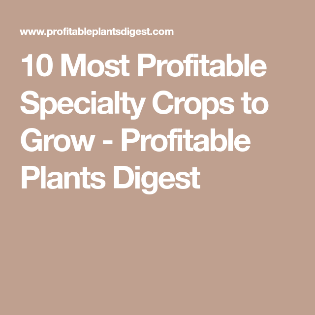 most profitable hydroponic crops